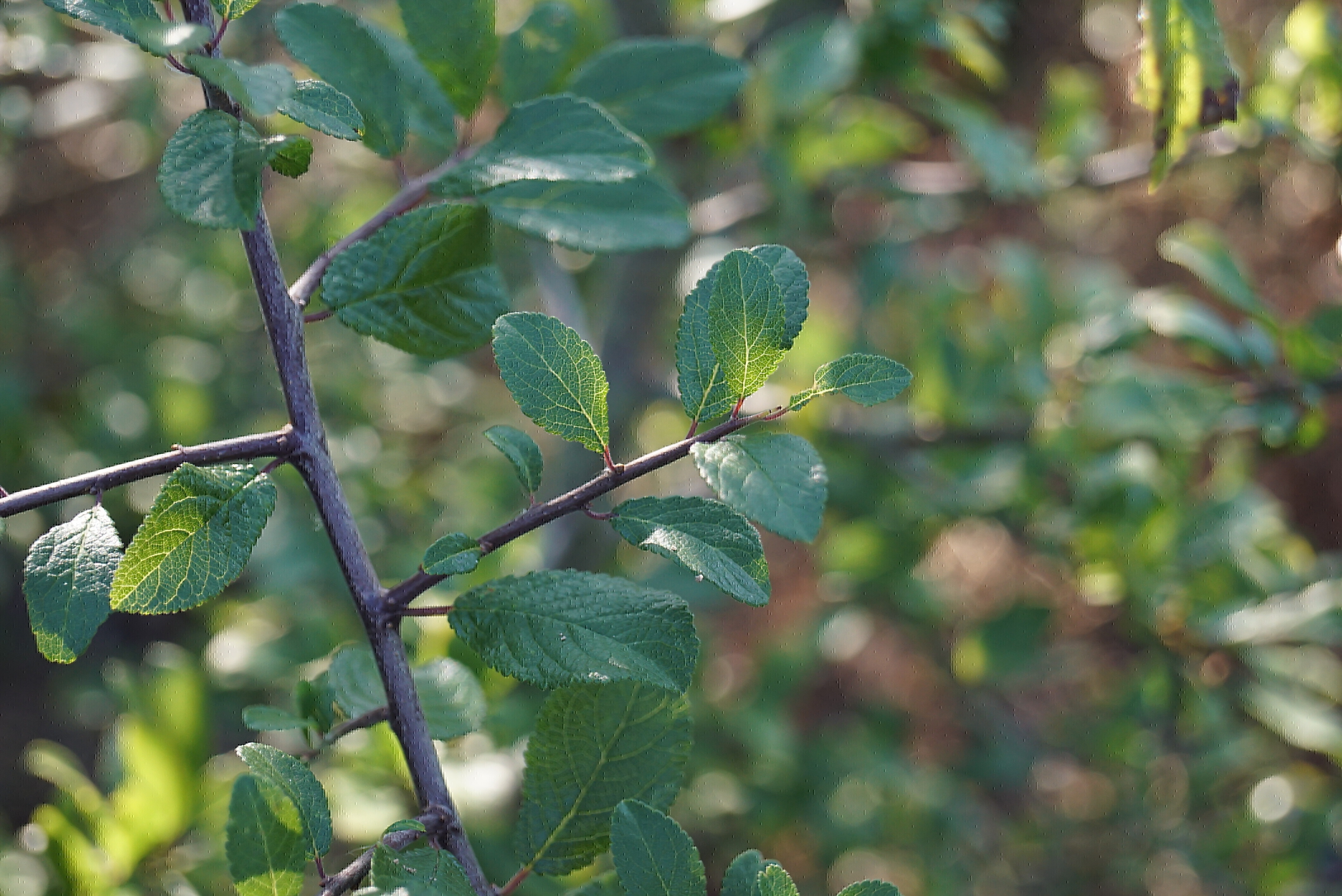 Prunus spinosa (11)